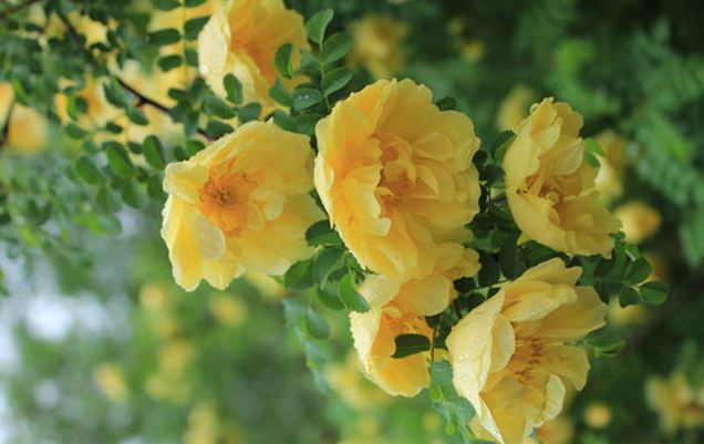 กุหลาบเลื้อยสีเหลือง - Yellow Climbing rose