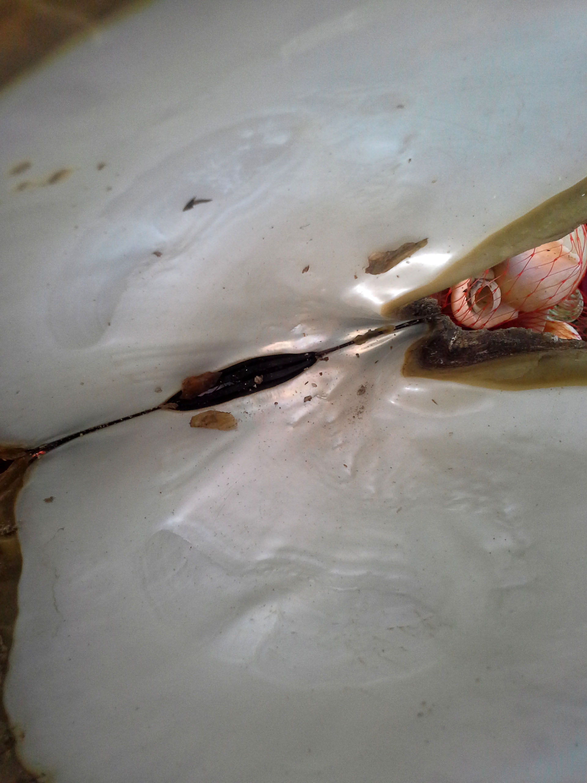 เปลือกหอยมุกชั่งกิโลsize XL