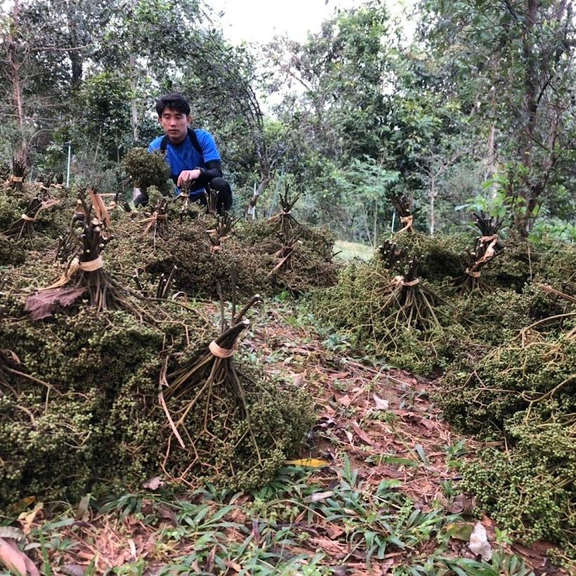 มะแขว่น แห้ง มะแขว่นคนเหนือ เหมาะสำหรับทำลาบ และอื่น ๆ เพิ่มรสชาติจัดจ้านให้กับอาหารของคุณด้วยมะแขว่นจากเรา! มะแข่นตากแห้ง มะแข่น Zanthoxylum limonella Alston มะแขว่นแห้ง สดใหม่ หอม กลมกล่อม มะแขว่น หรือ ลูกระมาศ เป็นเครื่องเทศพื้นเมืองทางภาคเหนือ