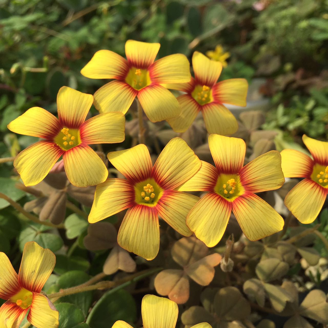 ผีเสื้อราตรีไฟร์บอล - Oxalis obtusa Firebird 3 หัว
