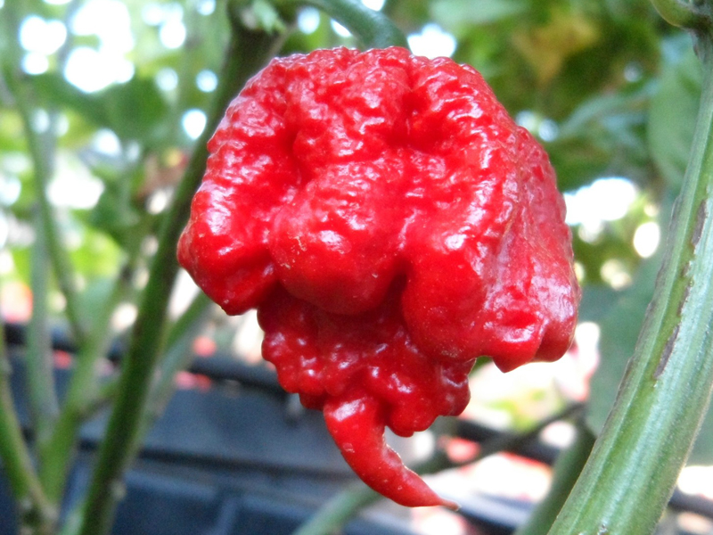 พริกแคโรไลน่ารีพเปอร์ - Carolina Reaper Pepper (เผ็ดที่สุดในโลก)