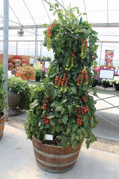 มะเขือเทศชูการ์กลอส F1 - Sugar gloss F1 Tomato (หวานมาก 12 Brix)