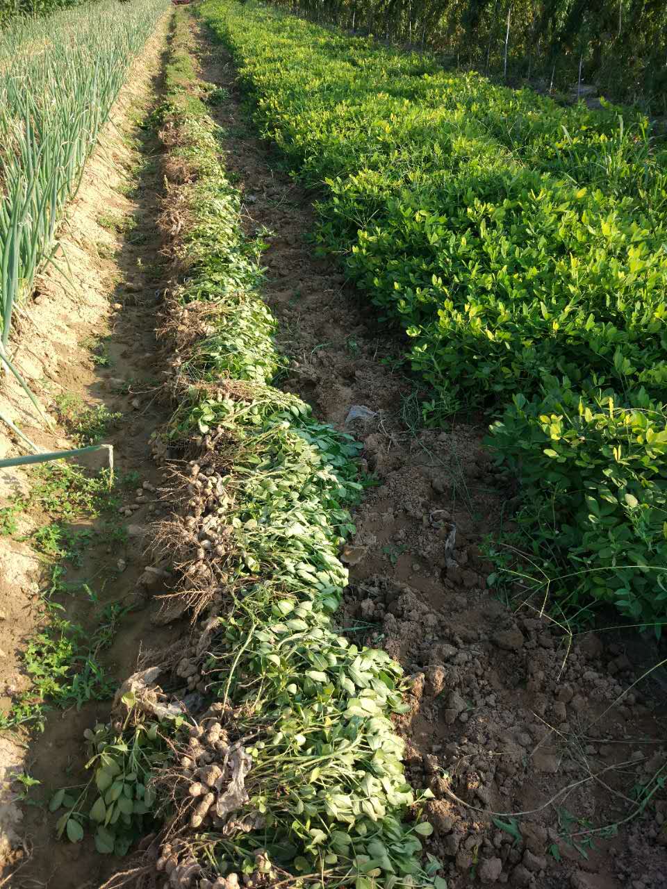 ถั่วลิสงผิวดำ - Black Peanut