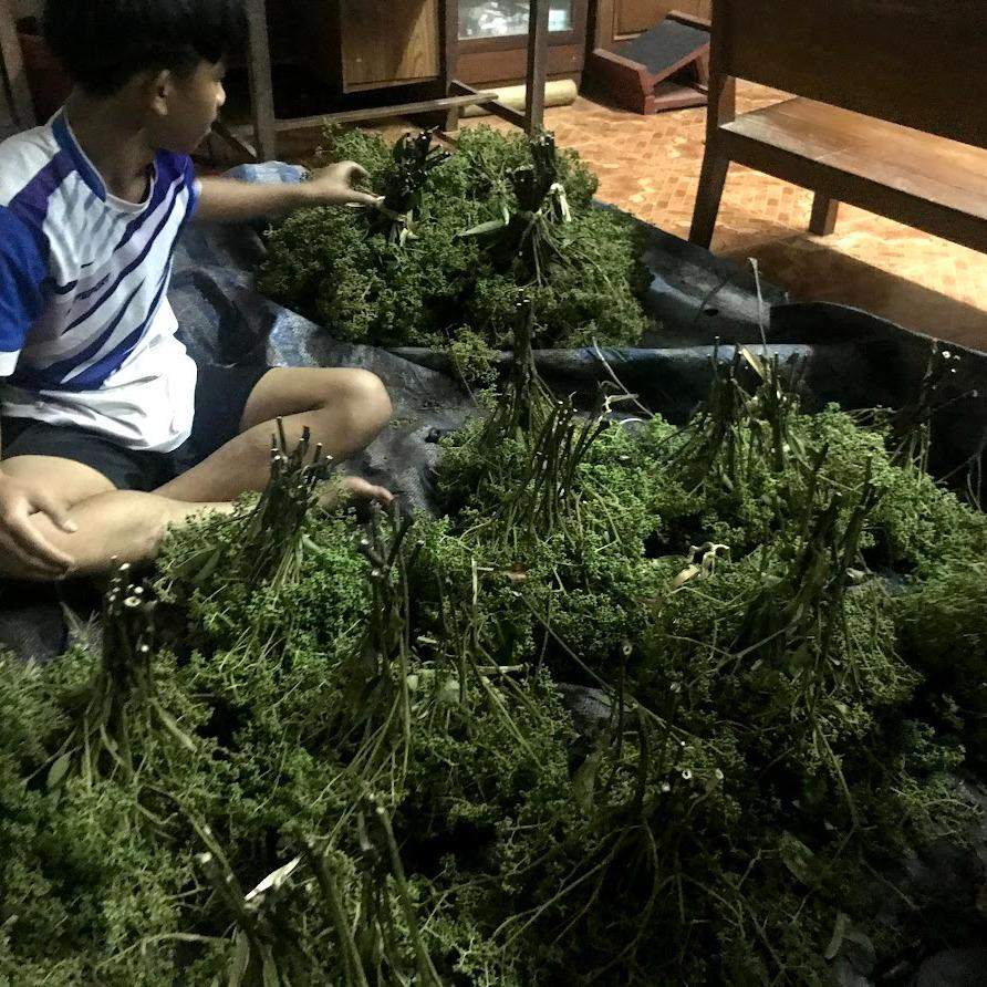 มะแขว่น แห้ง มะแขว่นคนเหนือ เหมาะสำหรับทำลาบ และอื่น ๆ เพิ่มรสชาติจัดจ้านให้กับอาหารของคุณด้วยมะแขว่นจากเรา! มะแข่นตากแห้ง มะแข่น Zanthoxylum limonella Alston มะแขว่นแห้ง สดใหม่ หอม กลมกล่อม มะแขว่น หรือ ลูกระมาศ เป็นเครื่องเทศพื้นเมืองทางภาคเหนือ