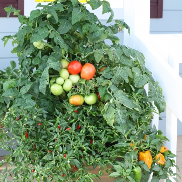 มะเขือเทศเมกะไบต์ F1 - Megabyte F1 Tomato