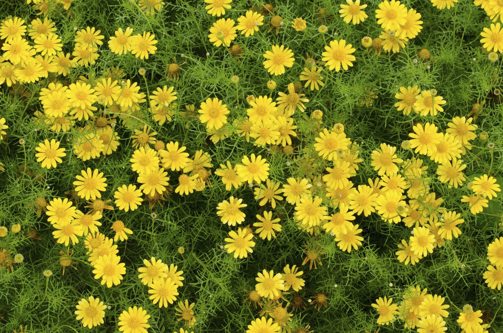 เดซี่ดาลเบิร์ก - Dahlberg Daisy