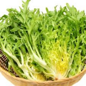 อองดีฟมอสเคิร์ล - Moss Curled Endive