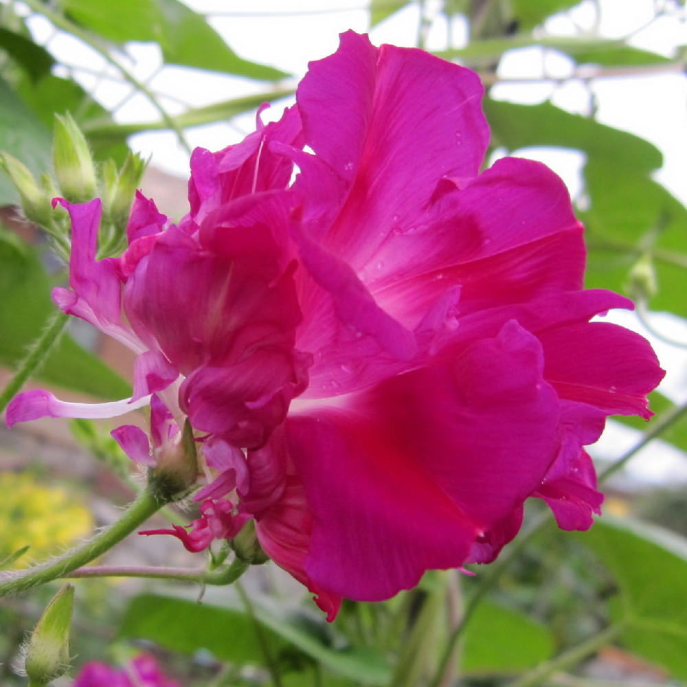 มอร์นิ่งกลอรี่ดอกซ้อนสีแดง - Double Red Morning Glory