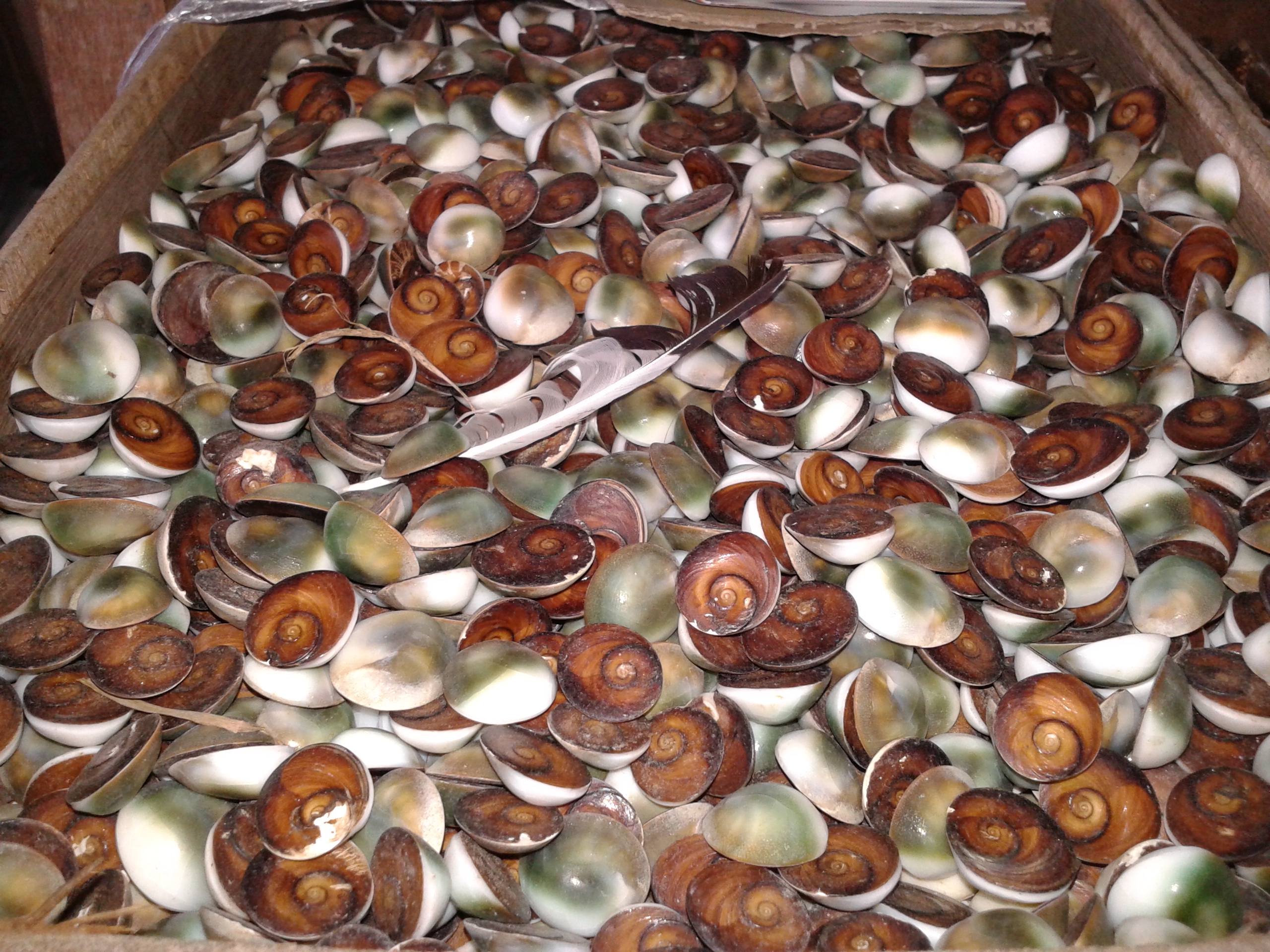 เปลือกหอยม้วนตัดน้ำตาลor หอยหมายเลขหนึ่ง