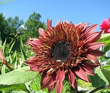 ทานตะวันดับเบิ้ลแดนดี้ - Double Dandy Sunflower
