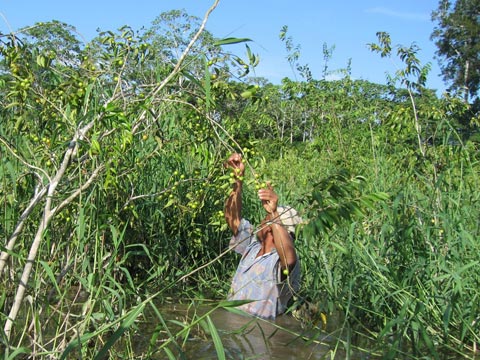 คามู คามู - Camu Camu (Myrciaria dubia) วิตามินซีสูง