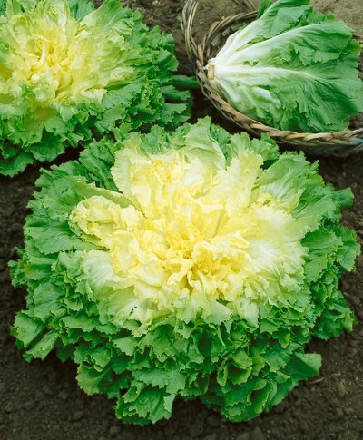 อองดีฟบลอนด์ฟูลฮาร์ท - Blonde Full Heart Endive