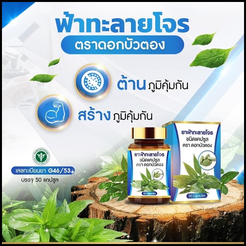 ฟ้าทะลายโจร ตราดอกบัวตอง