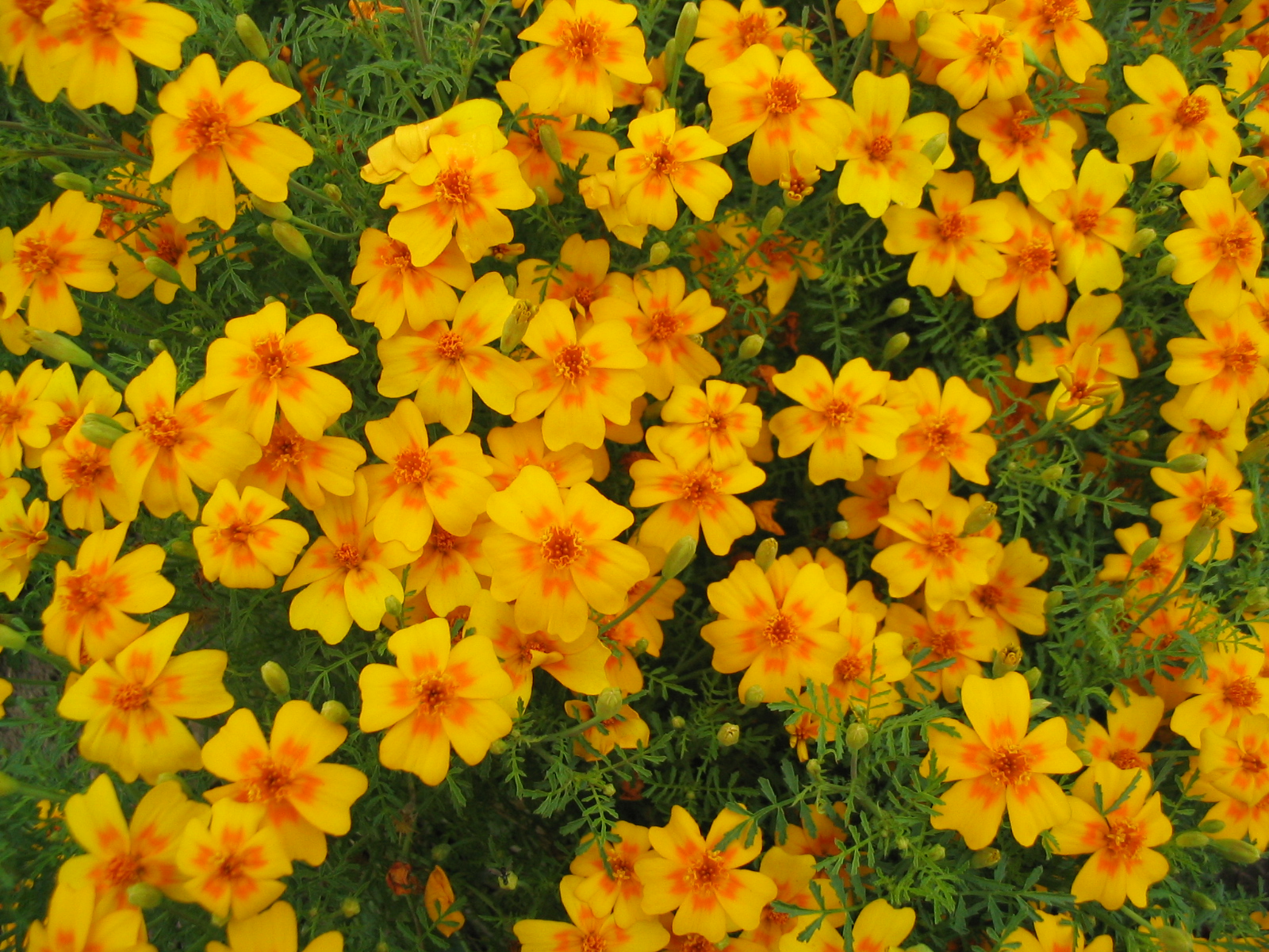 ดาวเรืองโกลเด้นเจ็ม - Golden Gem Tagetes