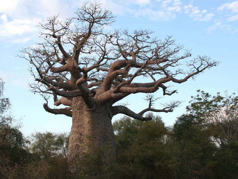 เบาบับ - Baobab (Adansonia)