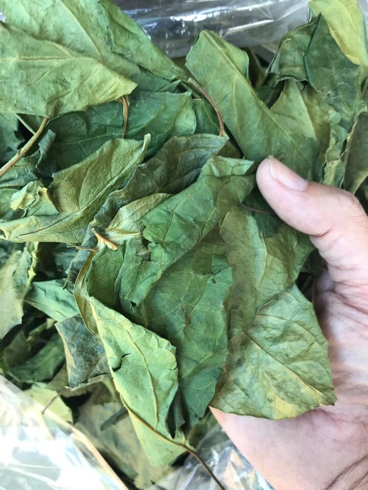 ชาเชียงดา (ใบชาเวียงพิงค์) Gymnema tea ขนาดบรรจุ 15 ซองชา ชาชงผักเชียงดา มีเครื่องหมาย อย. ในใบเชียงดามีสารสำคัญที่ชื่อว่า gymnemic acid ซึ่งมีฤทธิ์ยับยั้งการขนส่งน้ำตาลทำให้การดูดซึมน้ำตาลในลำไส้เล็กมีผลช้าลง