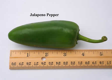 พริกจาลาปิโน - Jalapeno Pepper