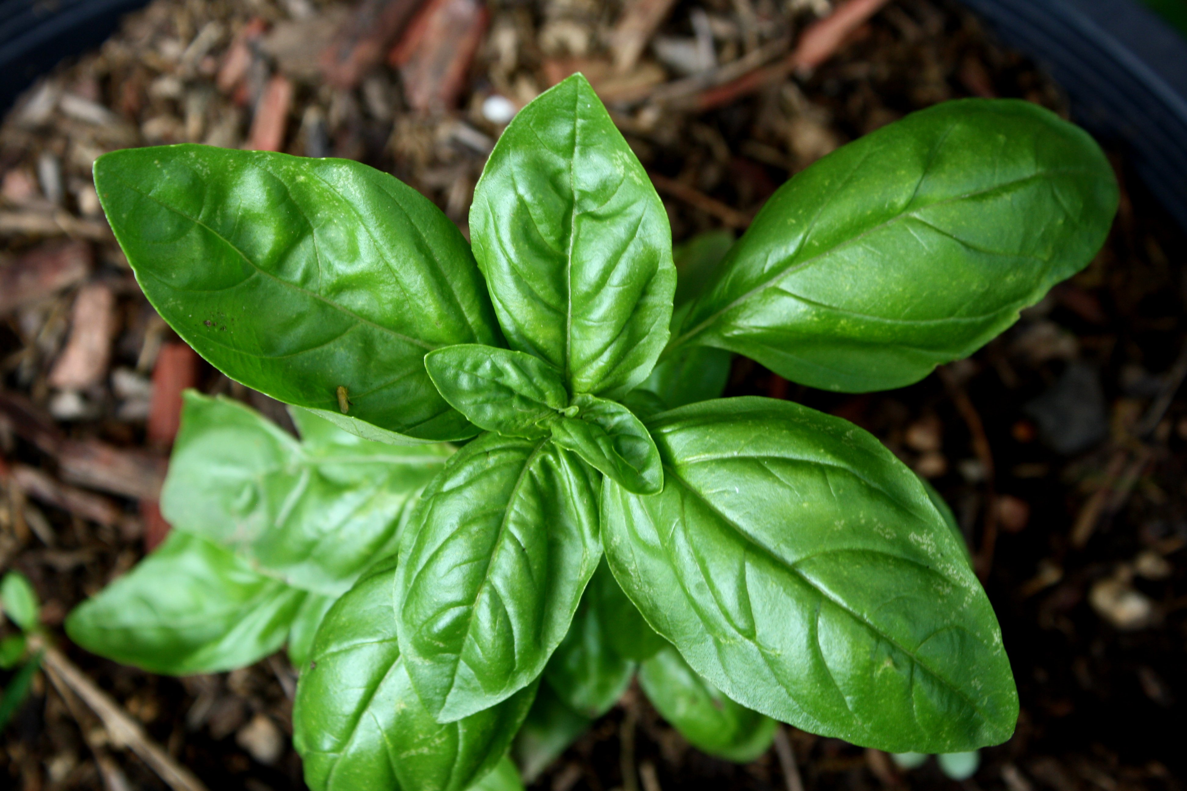 โหระพาเจนัว - Genovese Sweet Basil
