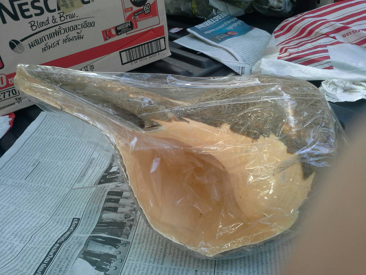 หอยสังข์ตัวใหญ่แบบไม่ขัดธรรมชาติ