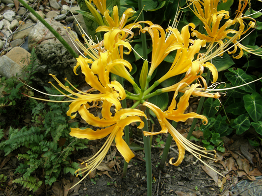 หัวลิลลี่แมงมุมสีเหลือง (ฮิกังบานะ) - Yellow Spider Lily (Lycoris Radiata) 1 หัว