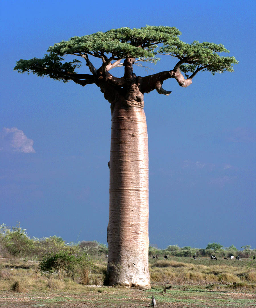 เบาบับ - Baobab (Adansonia)