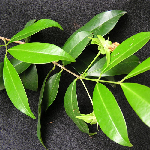 ต้นเชอร์รี่ริโอแกรนด์ - Cherry of Rio Grande (Eugenia involucrata)