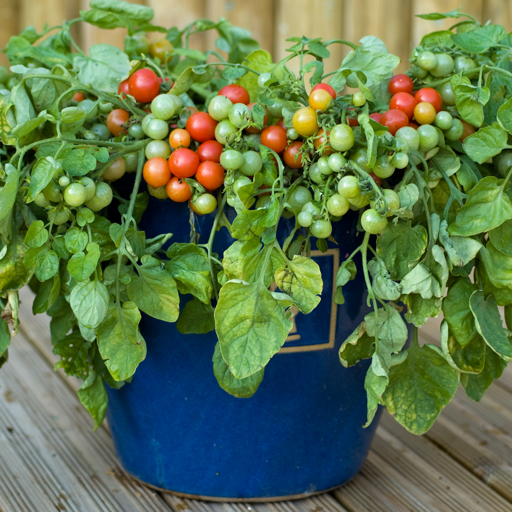 มะเขือเทศบาจาจา - Bajaja Tomato