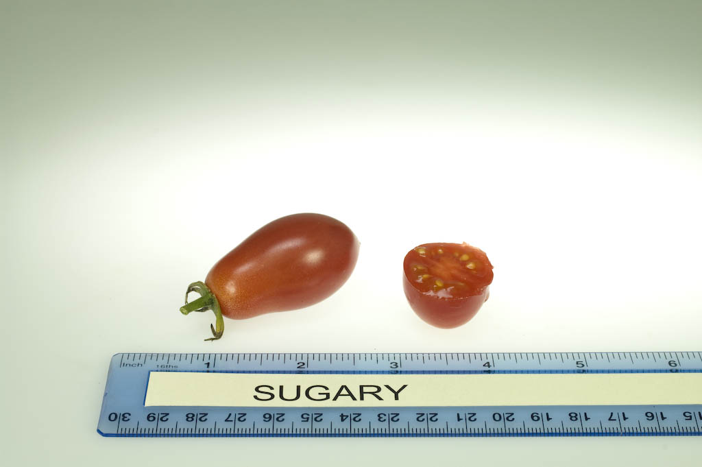 มะเขือเทศชูการี่ F1 - Sugary Tomato F1