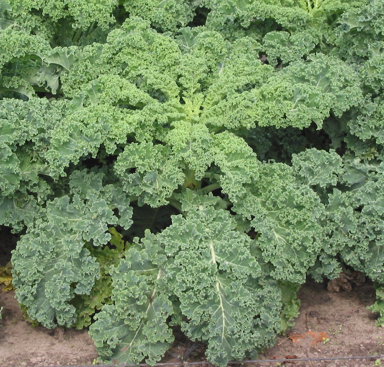เคลใบหยิก - Dwarf Blue Curled Kale
