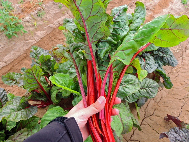 สวิสชาร์ดสีแดง - Ruby Red Swiss Chard