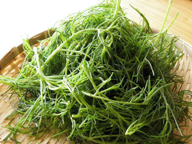 โอกะฮิจิกิ - Okahijiki (Salsola komarovii)