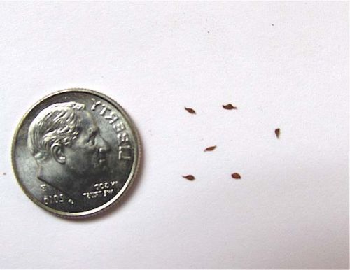 ยูคาลิปตัสสีรุ้ง - Rainbow Eucalyptus (Eucalyptus deglupta)