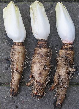 ชิโครี่บรัสเซลส์วิทลูฟ - Brussels Witloof Chicory