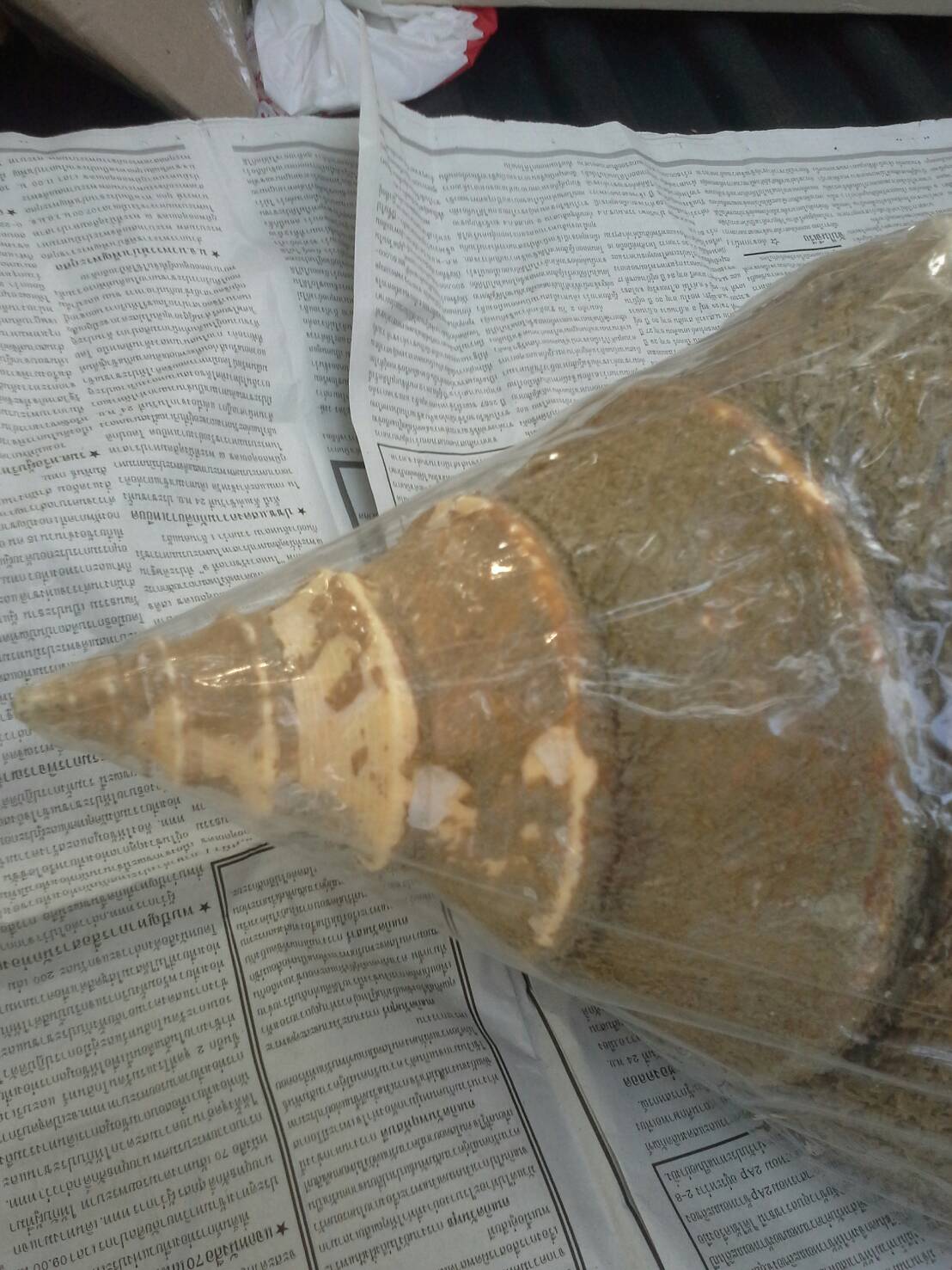 หอยสังข์ตัวใหญ่แบบไม่ขัดธรรมชาติ