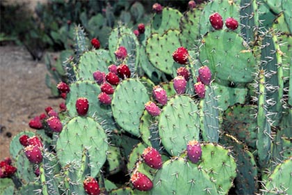 พริคลี่แพร์ทะเลทราย - Opuntia Phaeacantha
