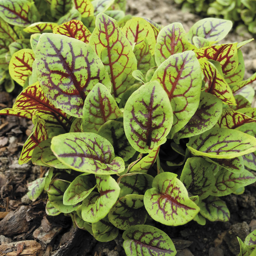 ซอเรลเส้นใบแดง - Red Veined Sorrel