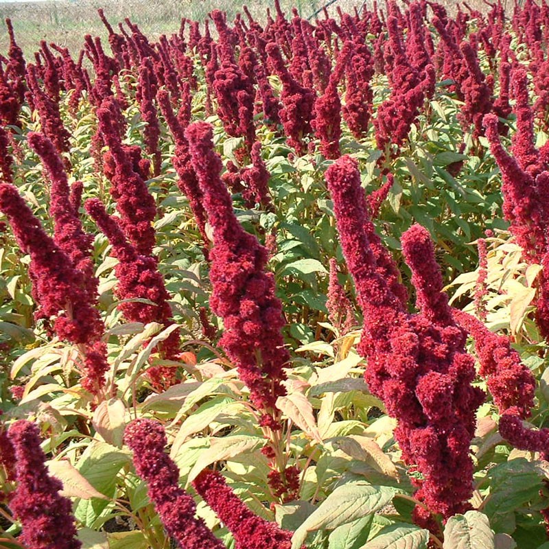 ผักโขมประดับสีแดง - Red Amaranthus Cruentus