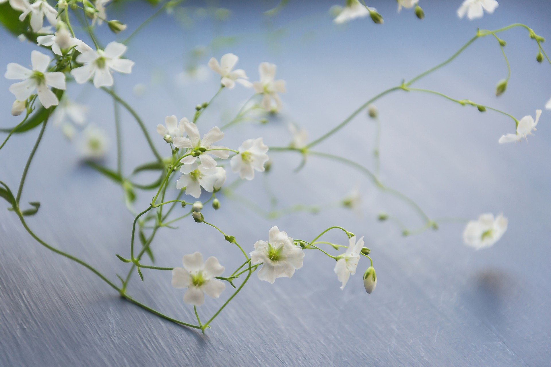 ยิปโซฟิล่าสีขาว - White Gypsophila (Gypsophila elegans)