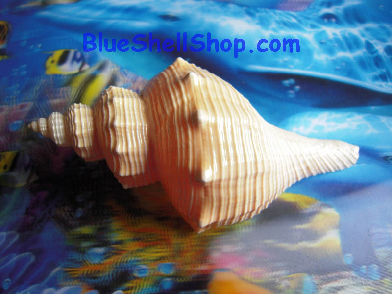 หอยสังข์