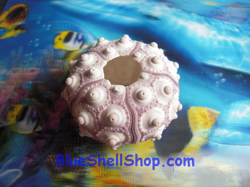 หอยเม่นระเบิด