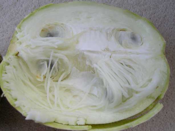 แตงหูฉลาม - Shark Fin Melon