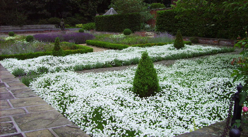 คาโมมายล์โรมัน (หญ้าหอม) - Roman Chamomile