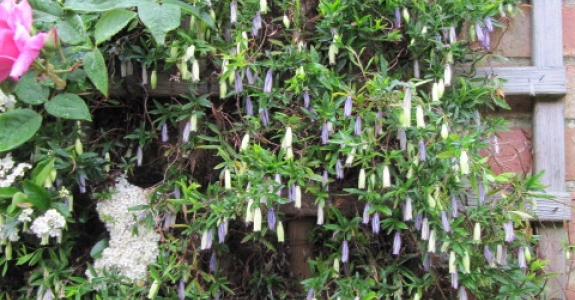 แอปเปิลเบอรี่ - Appleberry