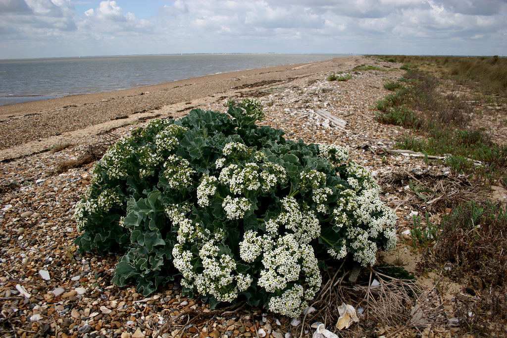 เคลทะเล - Sea Kale