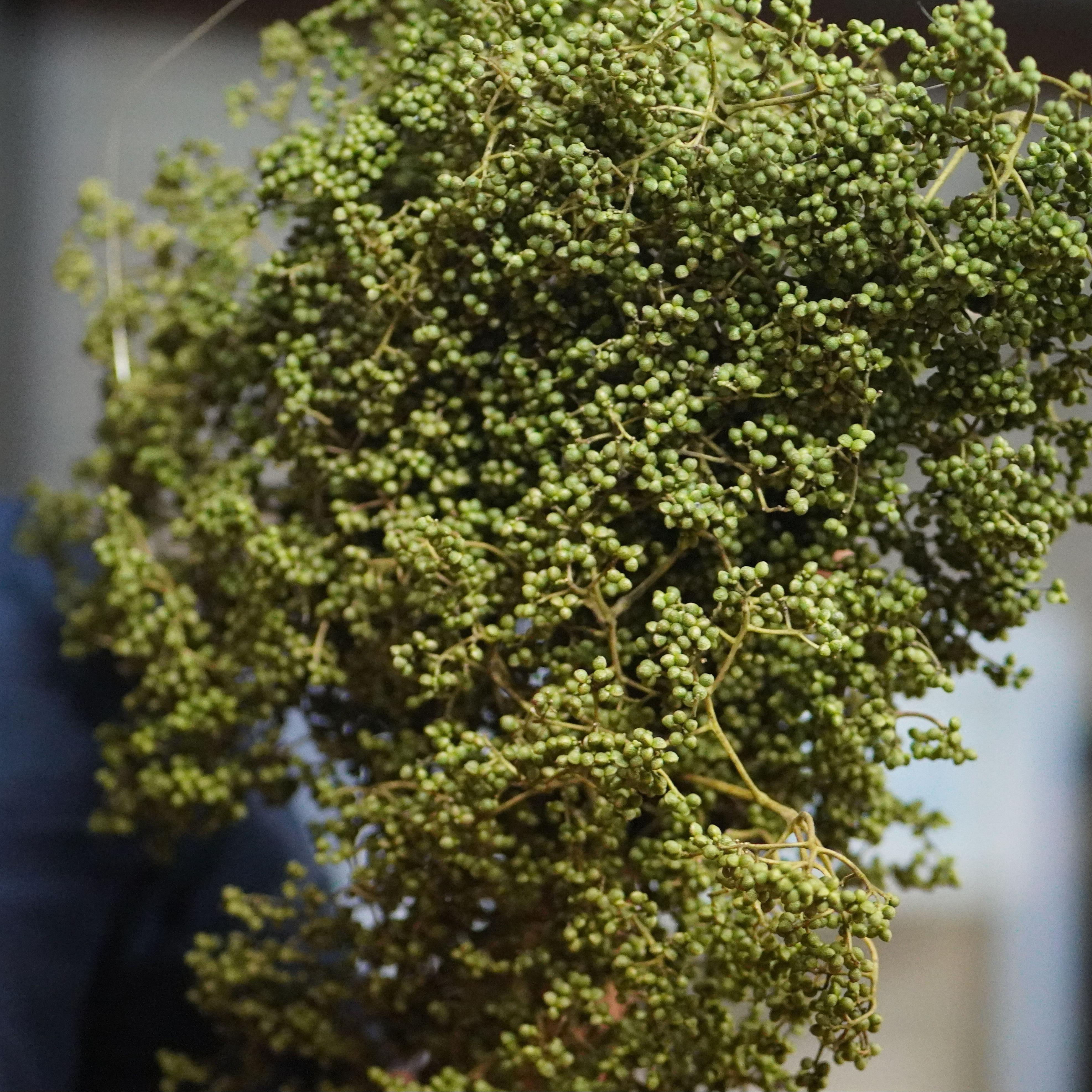 มะแขว่น แห้ง มะแขว่นคนเหนือ เหมาะสำหรับทำลาบ และอื่น ๆ เพิ่มรสชาติจัดจ้านให้กับอาหารของคุณด้วยมะแขว่นจากเรา! มะแข่นตากแห้ง มะแข่น Zanthoxylum limonella Alston มะแขว่นแห้ง สดใหม่ หอม กลมกล่อม มะแขว่น หรือ ลูกระมาศ เป็นเครื่องเทศพื้นเมืองทางภาคเหนือ