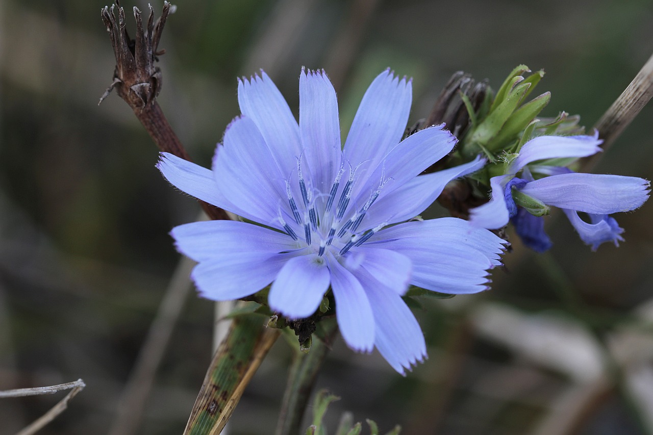 ชิโครี (รากใช้ทำกาแฟ) - Chicory