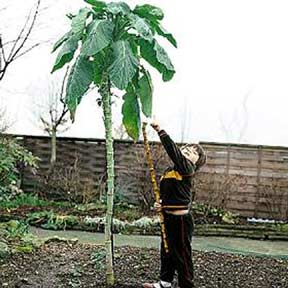 เคลต้นสูง - Walking Stick Kale