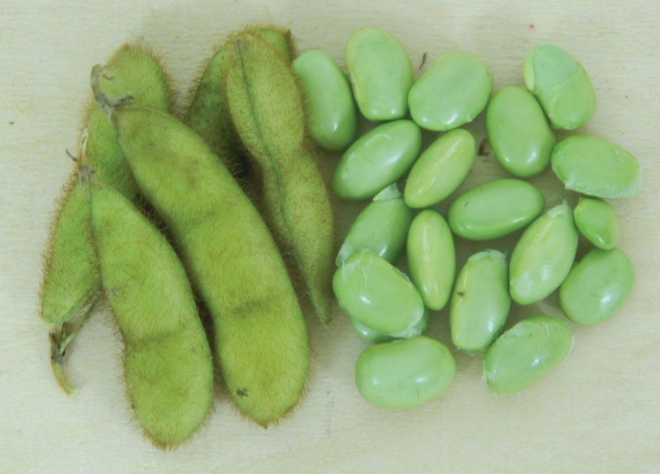 ถั่วแระญี่ปุ่นมิโดริ - Midori Giant Edamame