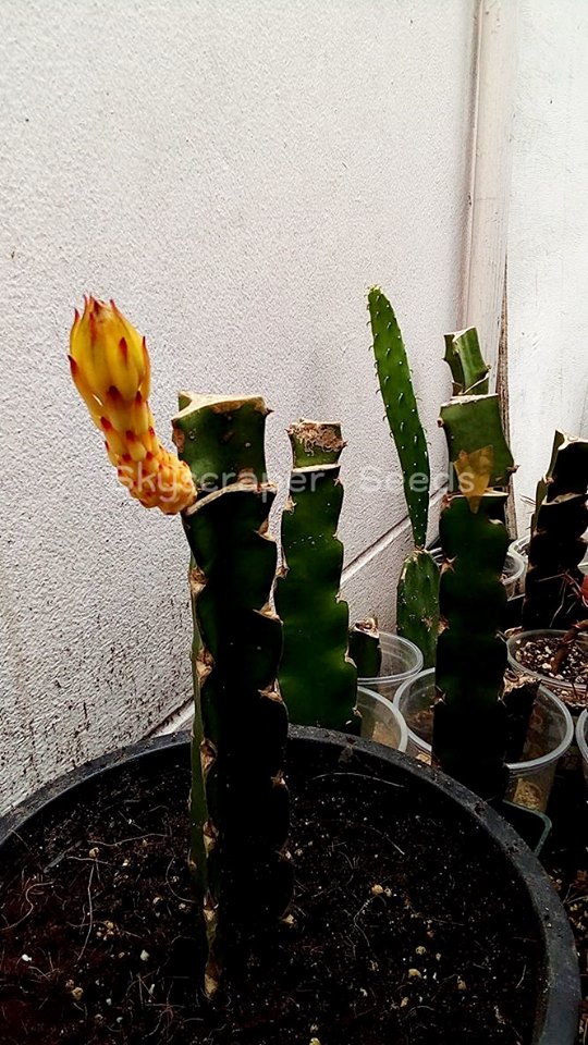 กิ่งแก้วมังกรเวียดนามสีเหลือง - Hylocereus megalanthus