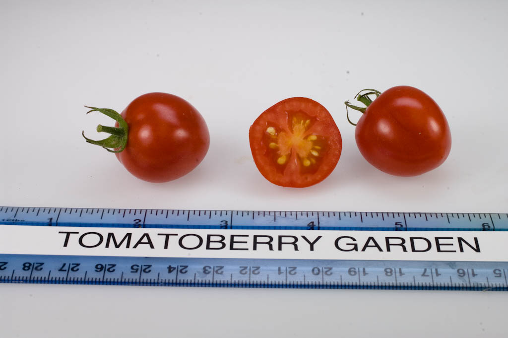 มะเขือเทศหัวใจ - Tomatoberry